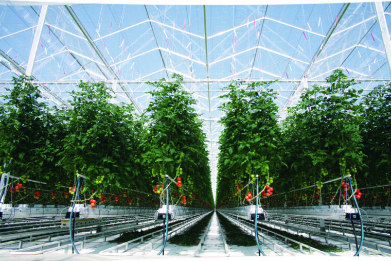 AgroRisk Polska at the greenhouse tomato leaders meeting, Rozalin, September 3, 2026