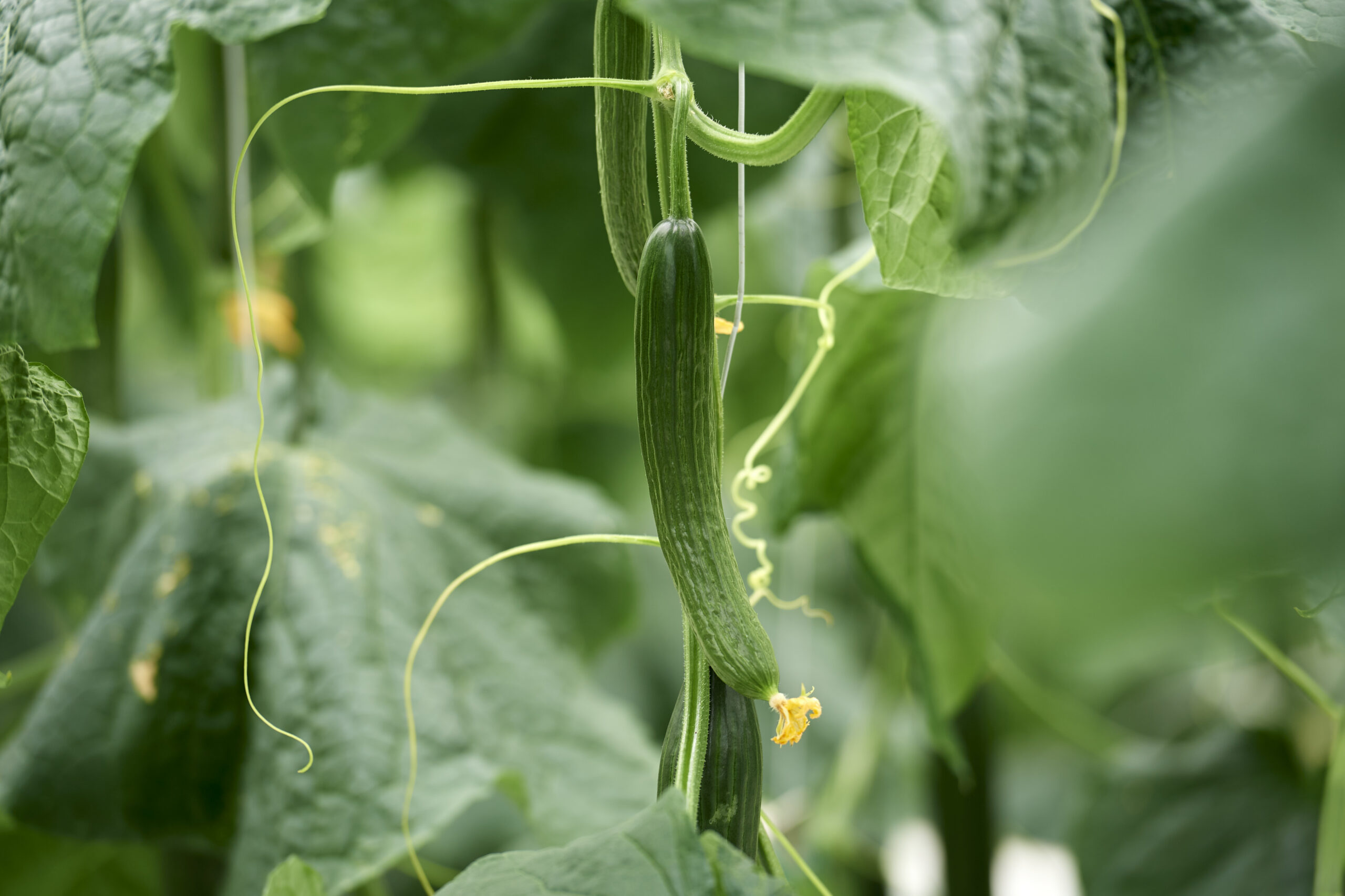 AgroRisk Polska invites to greenhouse cucumber open days, September 8, 2026